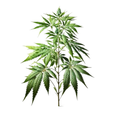 ORGANIC TERPENE BLEND