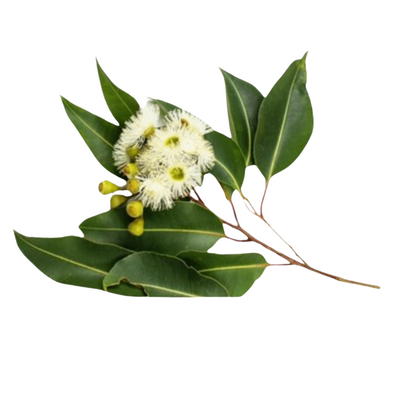 ACACIA GUM
